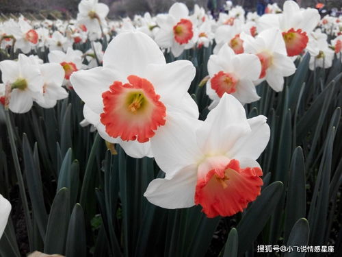 桔梗在风水中有吉祥寓意，可招财、旺事业