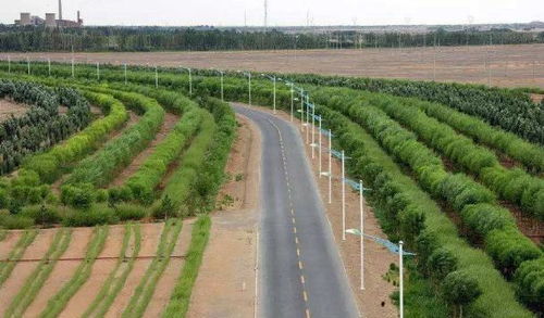 新手必看：如何种植新购树苗，打造绿色畜牧场