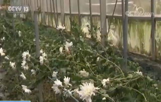 广东花卉市场避坑指南