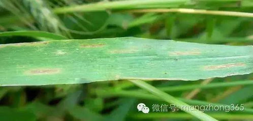 甲霜灵烯酰吗啉：作物病害的克星