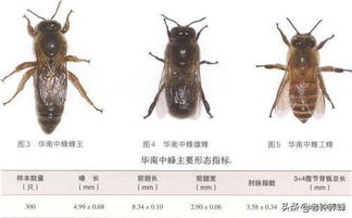甲维虫螨腈，蜜蜂的“小烦恼”？
