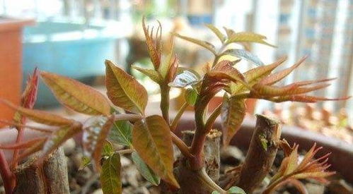香椿种子长什么样，适合哪种土壤和光照条件进行香椿芽栽培