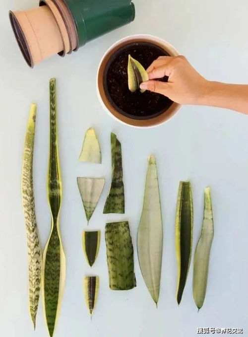 虎皮兰叶片能否直接进行叶插繁殖？
