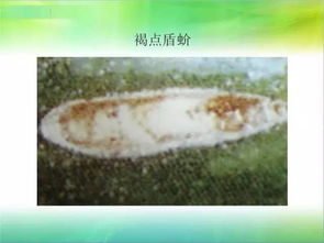 蔬菜上的虫虫们，你认识几个？