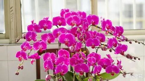 蝴蝶兰的娇贵与美丽