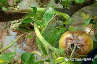 番茄晚疫病， 说拜拜