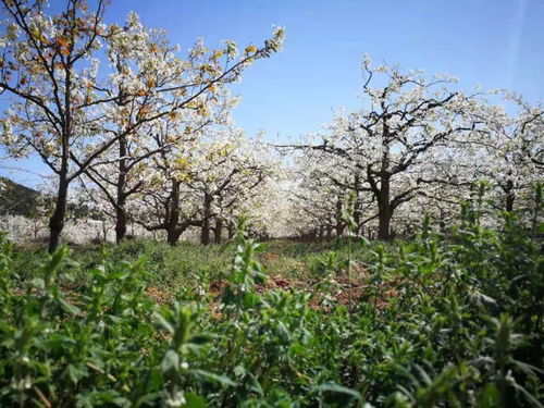 “春季赏花季，梨花绽放时！”