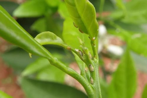 柑橘木虱防治，哪种农药Zui管用？