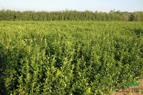 蓬径多大， 就是多大规格的黄杨