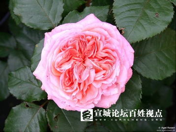 种植时机， 气候的默契