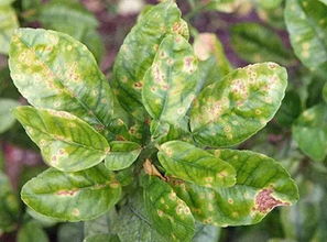 高效防治小果蔷薇病虫害，保障农业丰收