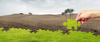 沙土地的草种选择