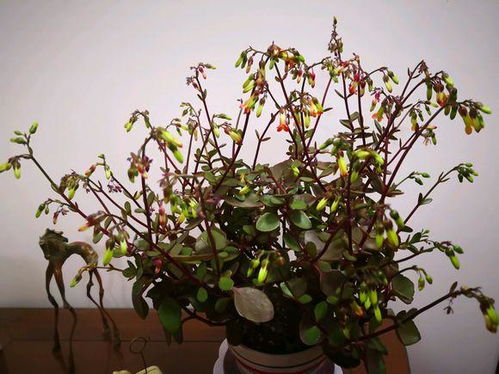 腊梅根的抗炎和消肿作用