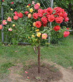 多头玫瑰的泡泡世界