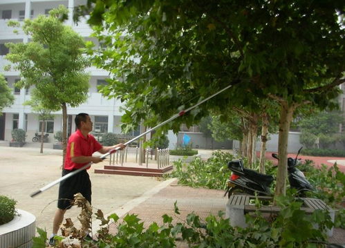 修剪不当， 也是导致小枯枝的原因之一