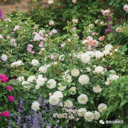 奥尔布莱顿月季的美丽花海