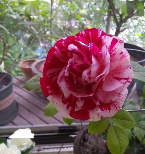 开花机器， 月季花友版