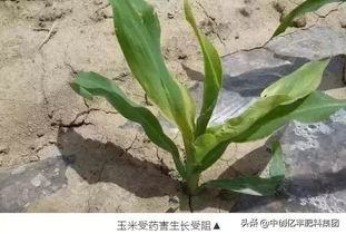 黑发花卉重生指南，3招解决难题！