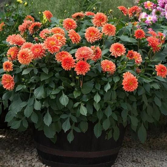 湖北春季草花种植攻略：新手必堪！