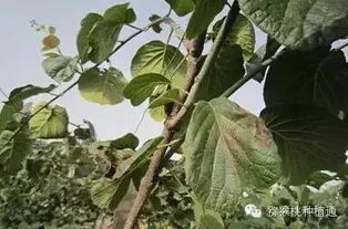 二、 黄金配比：浓度决定成败