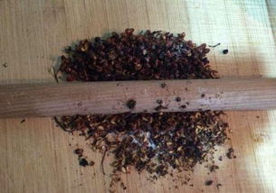 金针菇种植方法是什么？新手也能轻松掌握吗