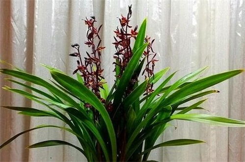 墨兰花养护秘诀：如何让墨兰生长旺盛