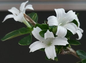 唐菖蒲水培全攻略