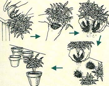 分株繁殖，植物通过分割母株实现无限繁衍的繁殖方式