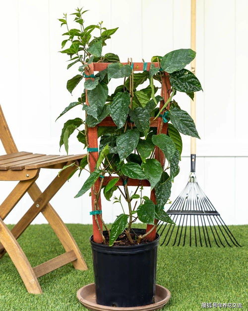 第四步：浇水， 就像喂奶一样