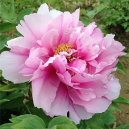 牡丹花微信头像，哪款经典大气