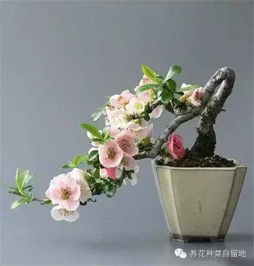 法师花盆景美如画，这盆景的意境深吗