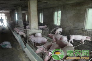 猪场疫苗回温技巧：最佳温度是多少？