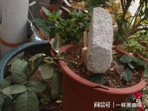 压条繁殖的妙用