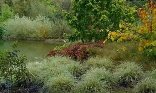 斑叶芒，耐寒耐旱的草坪品种