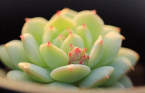 多肉静夜开花，如何处理才能延长花期