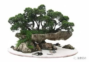 山水盆景的树木选择