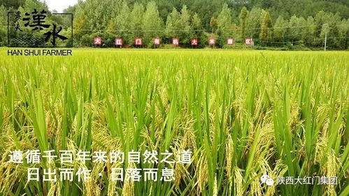 病虫害联防实操