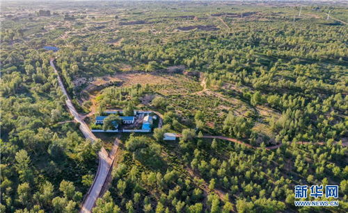 绿意盎然的自然守护者：照片中的和谐共生