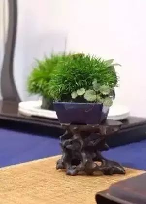 虎须菖蒲毒性较强