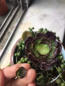 法师多肉多头养成技巧，摘心时机全攻略