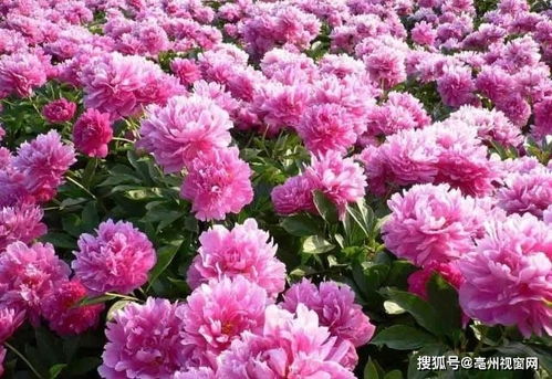 芍药花和牡丹花长得好像？教你一招