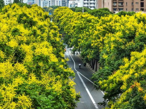 栾树：南北花色各异