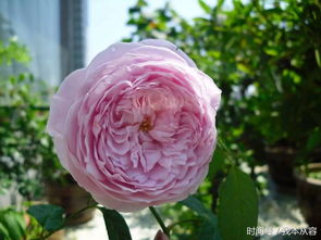 粉红仙子月季：美丽与耐寒并存