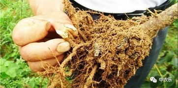 新方法，试试kan