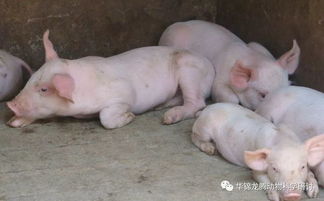 猪生病了特别是病猪，应该怎么科学合理地治疗和护理，以促进其康复？