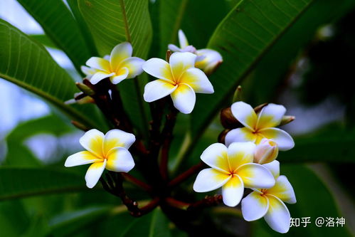 鸡蛋花：喜高温、 湿润的多年生草本植物
