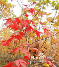 红枫繁殖方式探讨