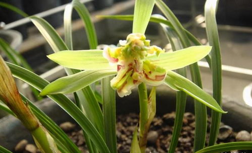 兰花冬天怎么养才能开花？