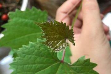 葡萄下架剪枝，如何精准留枝