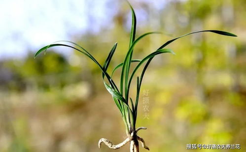 兰花霜降后如何管理？如何让兰花安全过冬